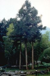  Shitou Forest Recreation Area,Nantou