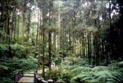  Shitou Forest Recreation Area,Nantou