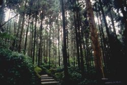  Shitou Forest Recreation Area,Nantou