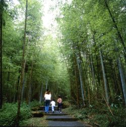  Shitou Forest Recreation Area,Nantou