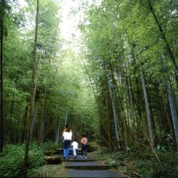  Shitou Forest Recreation Area,Nantou