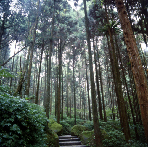  Shitou Forest Recreation Area,Nantou