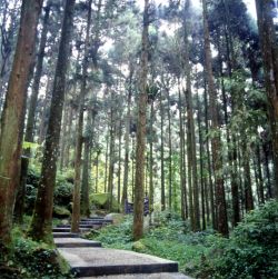  Shitou Forest Recreation Area,Nantou