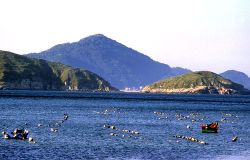  Mazu