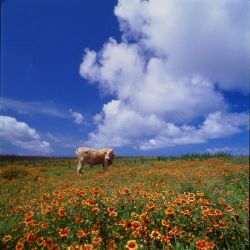  Penghu Countryside