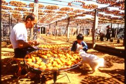  Drying Persimmons