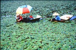  Harvesting Water Cal;trops, Guantian