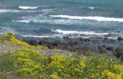  Dance with the Sea_Korean