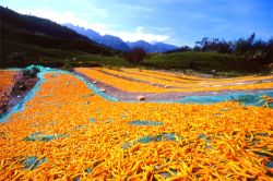  Drying Daylilies