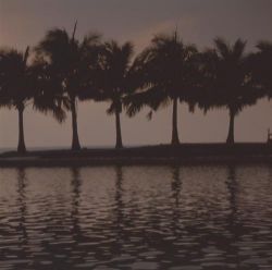  Coconut Tree, Pingtung County