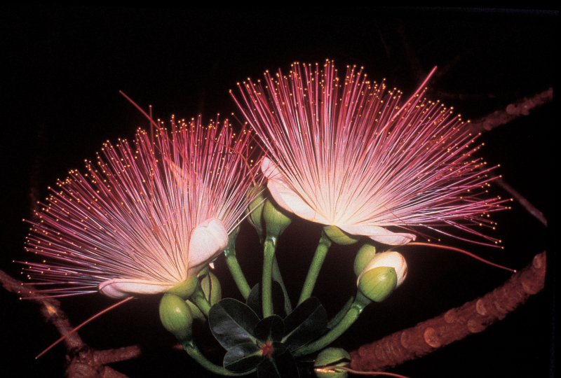  Barringtonia Racemosa (Powder-puff Trees)