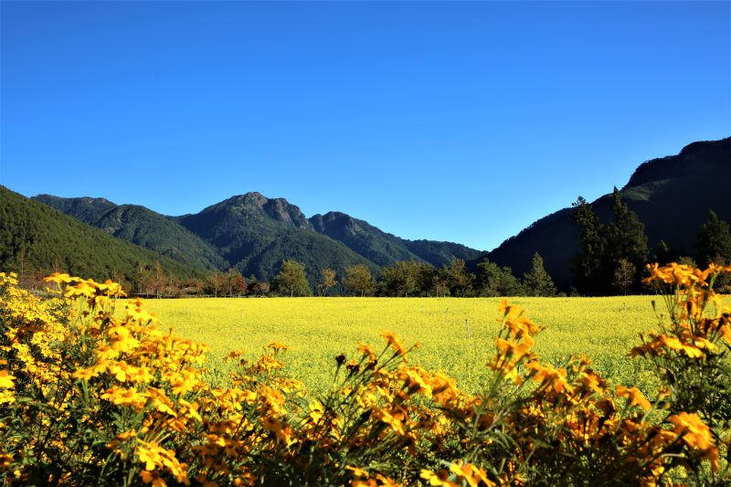  Marigolds and Rapeseeds Aromatic Bloom in November, Wuling Farm Campground