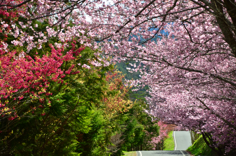  Wuling Cherry Blossoms (Wuling Road)