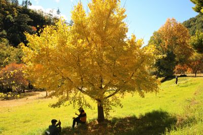  Ginkgo Biloba in Autumn (November)