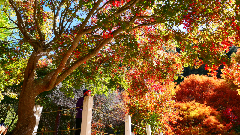  Maple Leaves & Metasequoia Turning Red in November, Back of Wuling Farm Guomin Binguan B&B