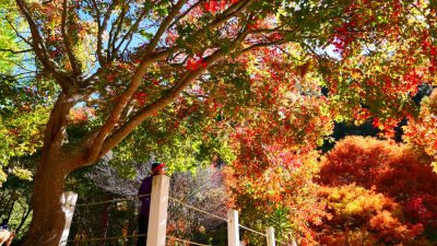  Maple Leaves & Metasequoia Turning Red in November, Back of Wuling Farm Guomin Binguan B&B