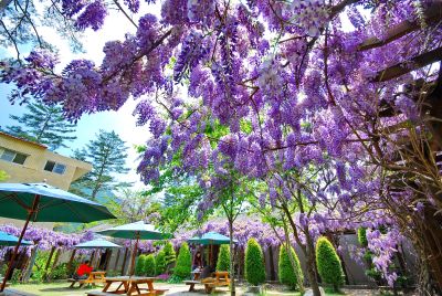  Wisteria blooming