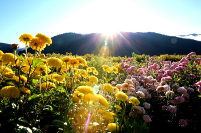  Chrysanthemum Morifolium Blooming in Autumn (September–October)