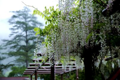  Romantic Porana Decora Blooming in April