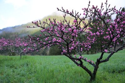  Peach Blossoms