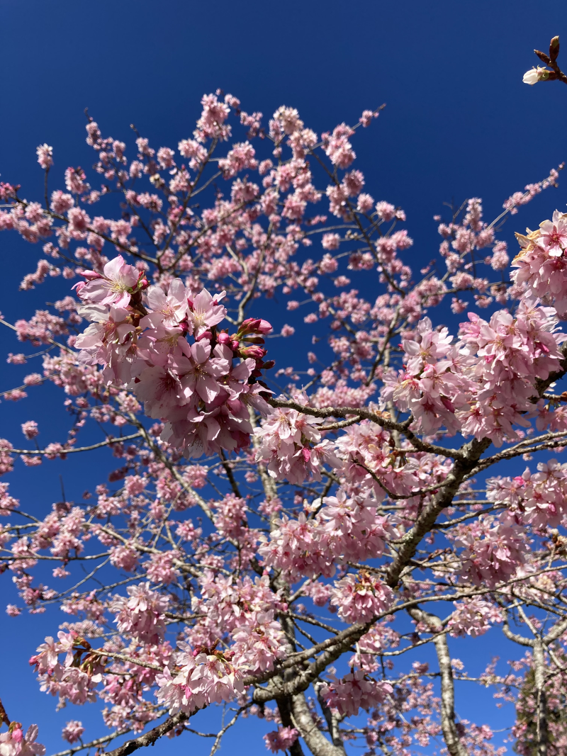  Alishan Cherry Blossoms