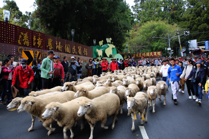  Sheep Running Festival, Qingjing Farm