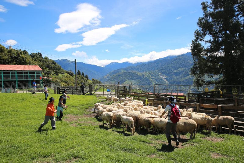 Experience Being a Shepherd, Qingjing Farm