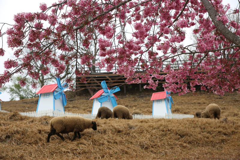  Suffolk Sheep, Qingjing Farm