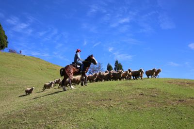  Sheep Herding Show, Qingjing Farm