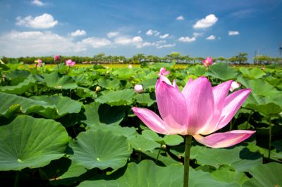  Lotus, Baihe