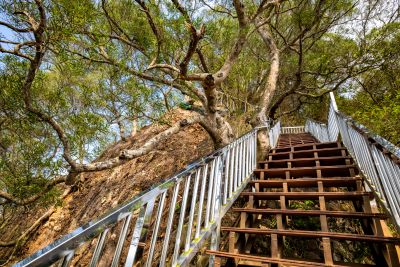  Tianzhong Forest Park ladder