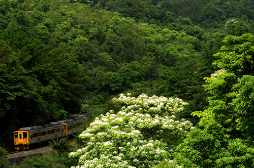 圖片1: 山中鐵道 (共1張)