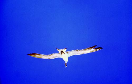 圖片1: 白眉燕鷗 (共1張)