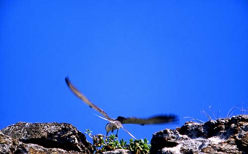 圖片1: 白眉燕鷗 (共1張)