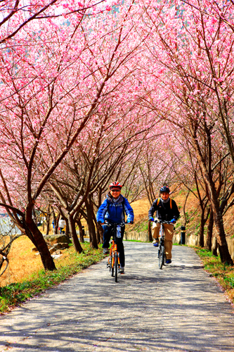 縮圖1: 單車暢遊櫻花林 (共1張)