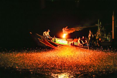 2019北觀國家風景區采風攝影徵件活動 [人文風情-優選]金山蹦火捕魚-楊瑞曲(修)