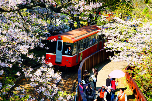  櫻花季節