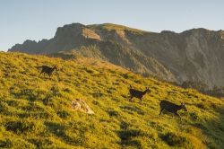  光頭山與水鹿