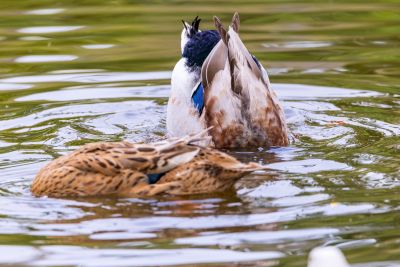  立法院民主議政園區生態照