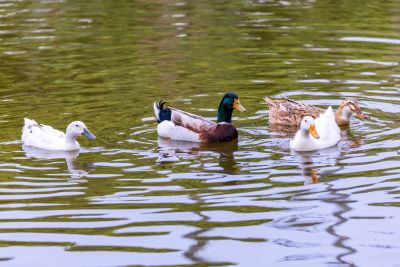  立法院民主議政園區生態照片