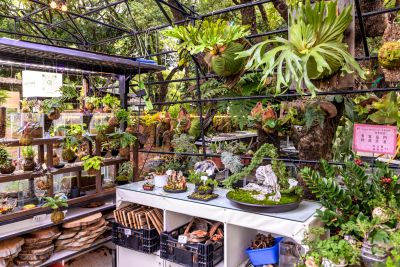  光復新村店家植栽