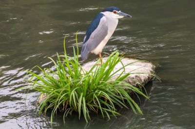  乾溪自行車道鳥類