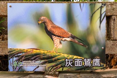  橫山賞鷹平台灰面鷲鷹