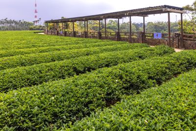  橫山賞鷹平台茶園照片