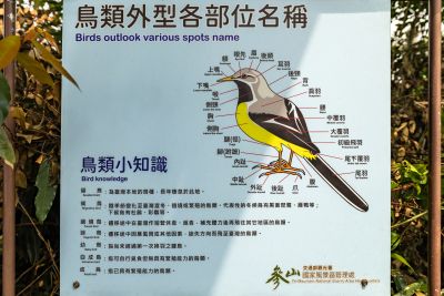  橫山賞鷹平台鳥類介紹