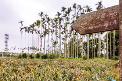  橫山賞鷹平台鳳梨園