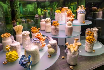  霧峰菇類產學館太空包菇類