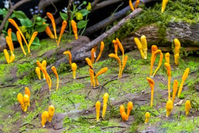  霧峰菇類產學館的菇類
