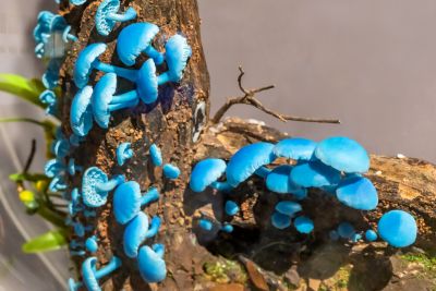  霧峰菇類產學館菇類介紹