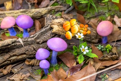  霧峰菇類產學館菇類品種